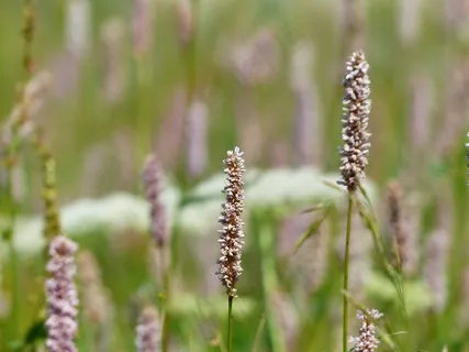 草甸，蛇虎杖，Bistorta厚朴