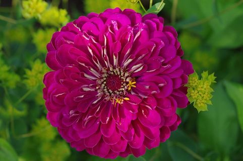 开花，花，粉红色，植物，盛开，宏