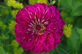 开花，花，粉红色，植物，盛开，宏