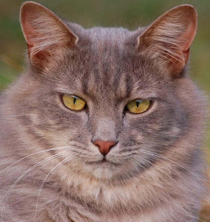 猫，猫的，宠物，小猫，家养，凯蒂，毛皮，虎斑猫