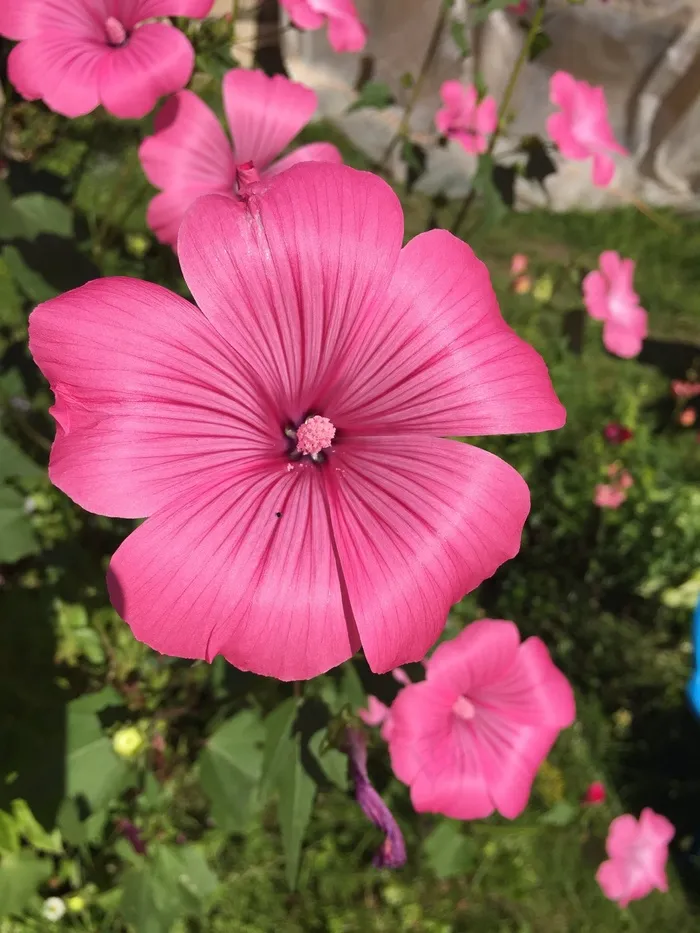 鲜花，夏天，花园，鲜艳的色彩，自然