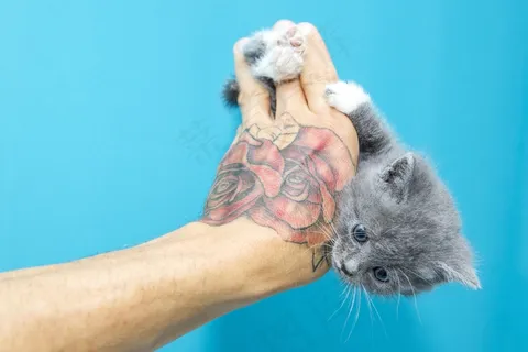 小猫,猫,动物,甜 小猫,猫,动物,甜
