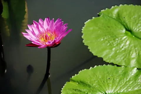 荷花,池塘,叶子,自然,花,夏天,绿色,粉红色 荷花,池塘,叶子,自然,花,夏天,绿色,粉红色