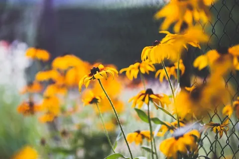 金鸡菊,黑心菊,齿叶金光菊,花海,花卉,黄色的花 金鸡菊,黑心菊,齿叶金光菊,花海,花卉,黄色的花