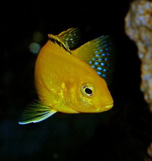 鱼，黄色，非洲丽鱼科鱼，蓝色，鳍，Labidochromis