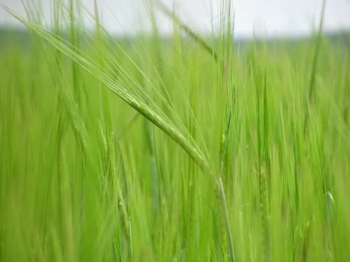 玉米，玉米田，原野，谷物，农业，植物