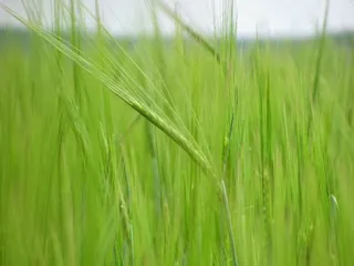 玉米，玉米田，原野，谷物，农业，植物