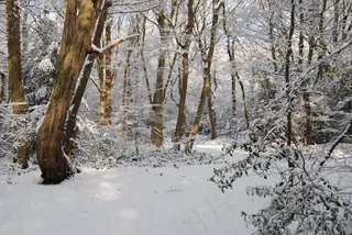 雪，冬季，森林，树，降雪，冷，冻结