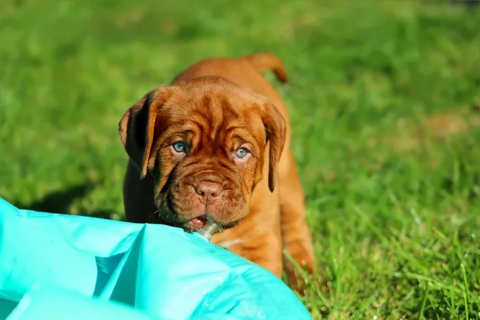 小狗，波尔多Dogue，狗