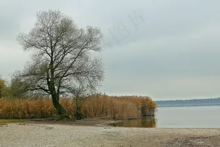 大自然，树，芦苇，水域，银行，大气，心情