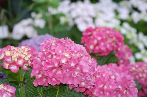 绣球花,花,植物,粉红色,盛开,花园,春天 绣球花,花,植物,粉红色,盛开,花园,春天