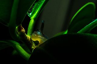 树蛙,灯,玩具,萤火虫,中国树蟾,蜗牛