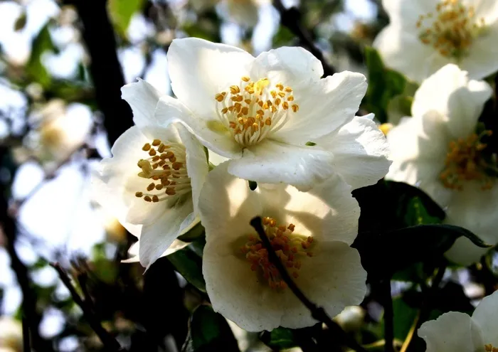 花，水果，白色，精致，精致，雄蕊