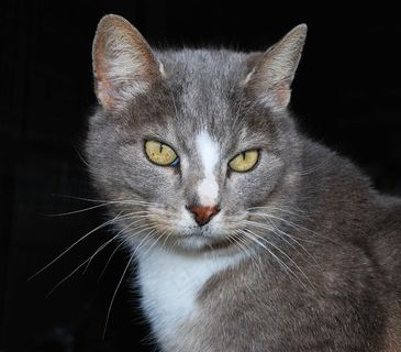 猫，女性，柔软，毛皮，头，肖像，宠物，优雅