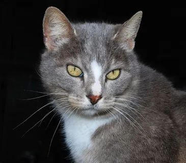 猫，女性，柔软，毛皮，头，肖像，宠物，优雅