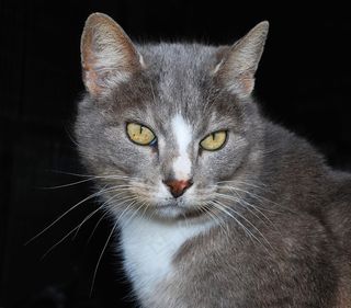 猫，女性，柔软，毛皮，头，肖像，宠物，优雅