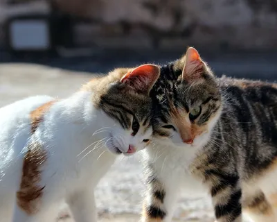 猫,可爱,小猫,小猫,嬉戏 猫,可爱,小猫,小猫,嬉戏