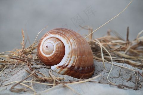 壳，蜗牛壳，蜗牛，关闭，自然，动物