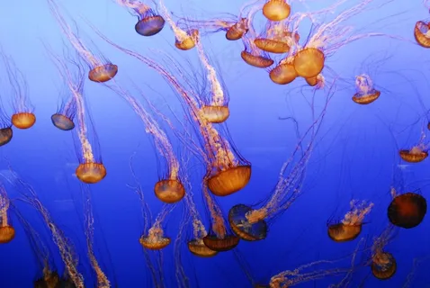 水母,水族馆,鱼,海洋,海,果冻,蒙特雷 水母,水族馆,鱼,海洋,海,果冻,蒙特雷