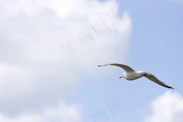 海鸥，天空，云团，飞，翼，鸟飞，海岸，沧海