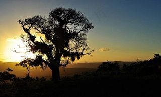 树，溶胶，天空，侧影