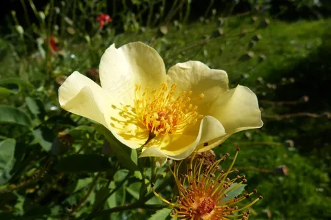 玫瑰，金翅，开花，盛开，花