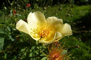 玫瑰，金翅，开花，盛开，花