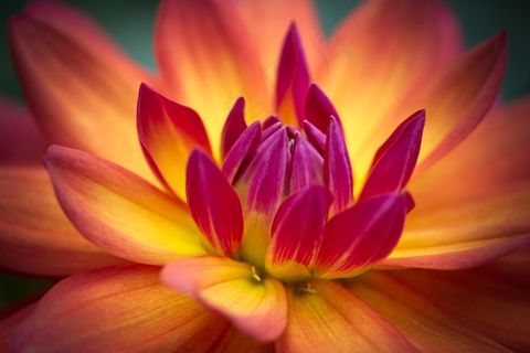 春天，花，花瓣