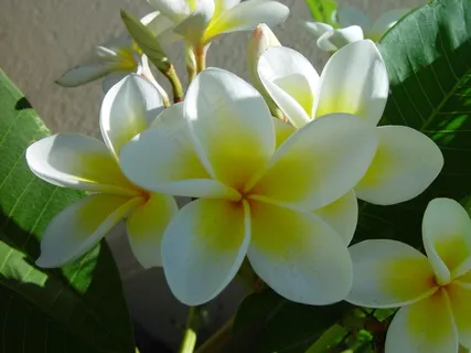 鲜花,素馨花,群集,白色,黄色,绽放 鲜花,素馨花,群集,白色,黄色,绽放