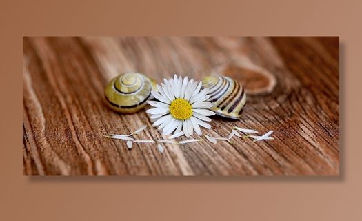 雏菊，指出花，开花，白黄色