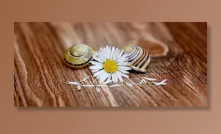 雏菊，指出花，开花，白黄色