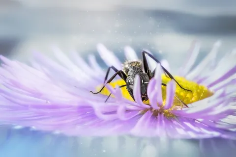 蚂蚁，花，创意，自然，植物，昆虫，春天