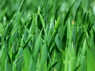 草，草叶，自然，草地，关闭，绿色