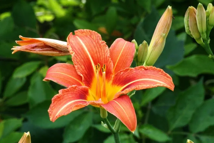 花，开花，橙花，橙色，自然