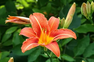 花，开花，橙花，橙色，自然