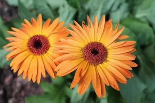 花，大自然，春天，夏天，植物，花的，户外