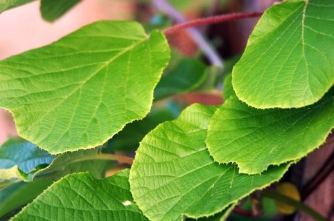 猕猴桃，叶子，绿色，叶子，绿色，浅绿色