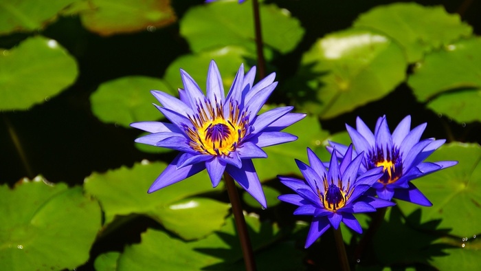 莲花，鲜花，夏季花卉，睡莲，自然