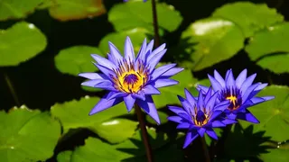 莲花，鲜花，夏季花卉，睡莲，自然