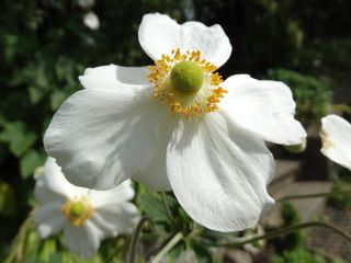 鲜花，开花，白，性质，植物群