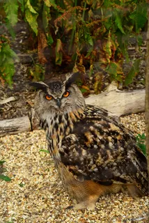 欧亚雕Eagle,鸟,猫头鹰,腹股沟淋巴结炎,捕食者 欧亚雕Eagle,鸟,猫头鹰,腹股沟淋巴结炎,捕食者