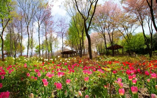 春天,鲜花,性质,郁金香,华沙姆,黄色花 春天,鲜花,性质,郁金香,华沙姆,黄色花