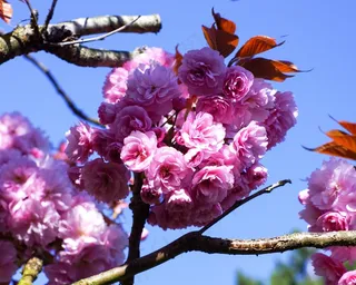 春天，鲜花，自然，花园，开花，颜色