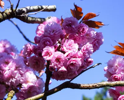 春天,鲜花,自然,花园,开花,颜色 春天,鲜花,自然,花园,开花,颜色