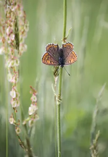 蝴蝶，自然，草，翅膀，着色