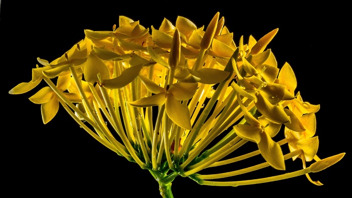 开花，花，黄色，关闭