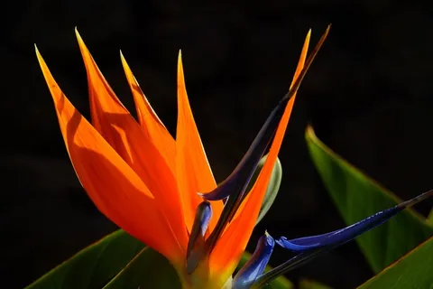 天堂鸟花，花，开花，红色