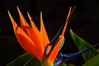 天堂鸟花，花，开花，红色