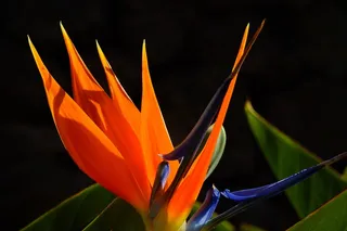 天堂鸟花，花，开花，红色