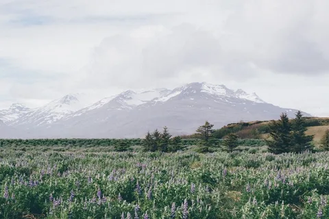 田野，鲜花，景观，查看，山，雪